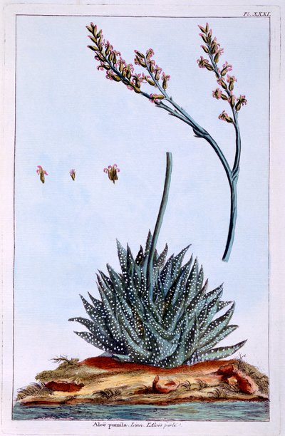 Aloe, Illustration aus 